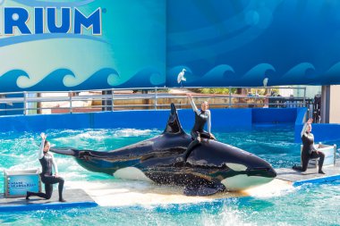 Lolita, katil balina, miami seaquarium