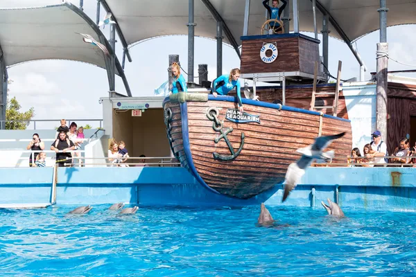 De behuizing van de dolfijnen bij de miami seaquarium — Stockfoto