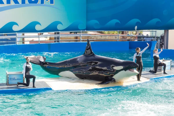 The show of Lolita,the killer whale at the Miami Seaquarium — Stock Photo, Image