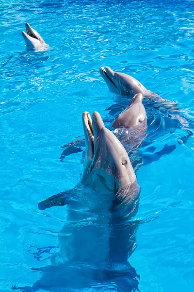 Dolphins at the Miami Seaquarium — Stock Photo, Image
