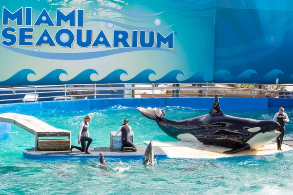 Lolita,the killer whale at the Miami Seaquarium — Stock Photo, Image