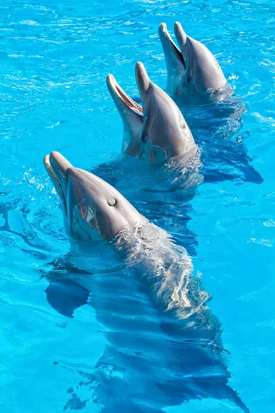 Dolphins at the Miami Seaquarium — Stock Photo, Image