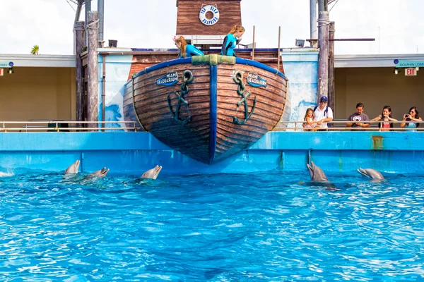 在迈阿密海洋海豚外壳 — 图库照片