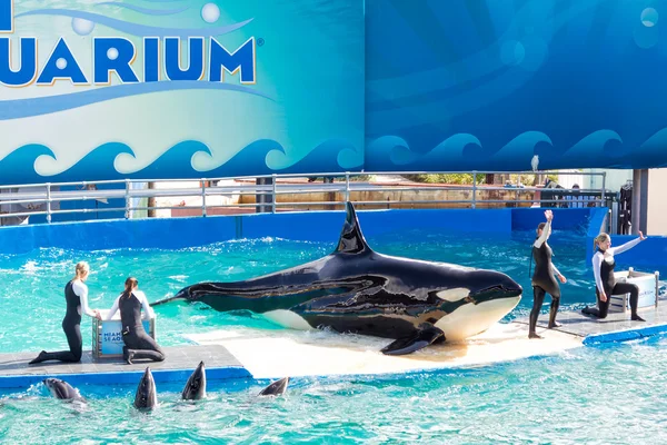 Lolita,the killer whale at the Miami Seaquarium — Stock Photo, Image