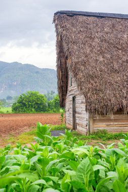 Tobacco plantation and tobacco curing barn in Cuba clipart