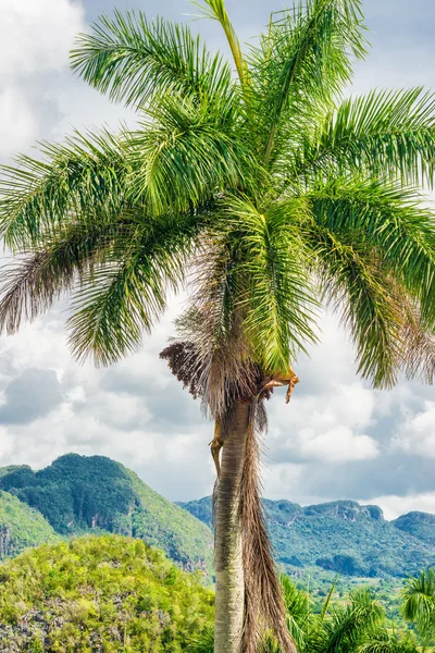 O Vale de Vinales em Cuba com uma palmeira real — Fotografia de Stock