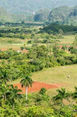 vinales Valley Küba'da tarım