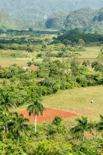 L'agriculture dans la Vallée des Vinales à Cuba — Photo