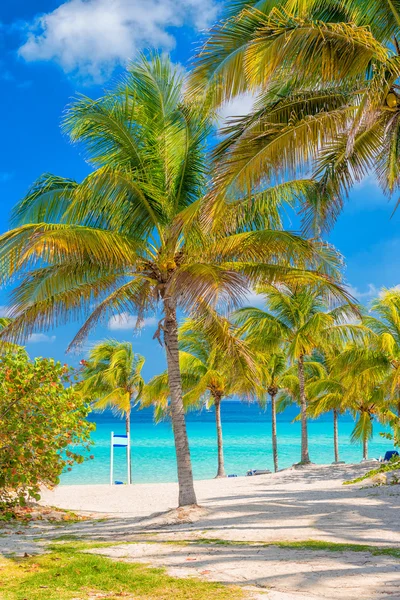 Palme da cocco in una giornata di sole su una spiaggia cubana — Foto Stock