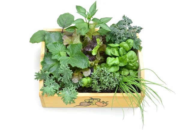 Veggie box — Stockfoto