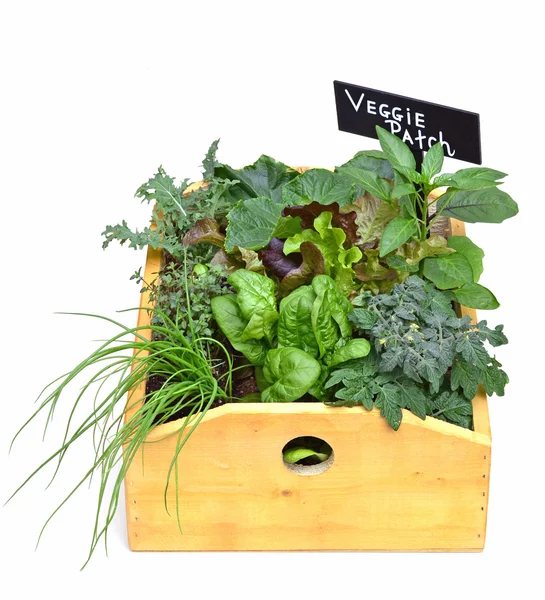 Veggie planter — Stockfoto