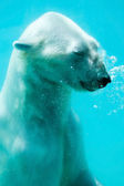 Картина, постер, плакат, фотообои "polar bear underwater", артикул 17633069