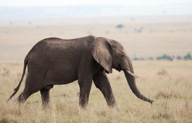Masai mara, kenya ovada fil