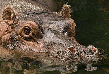 kenya, Afrika Masai mara mara Nehri, su aygırı rezerv