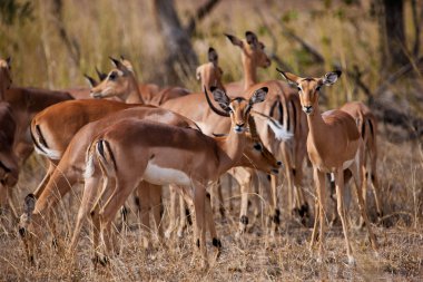 kadın Impala antilop, kruger national park, Güney Afrika