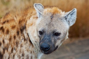 Kruger Ulusal Parkı, Güney Afrika 'da Sırtlan görüldü