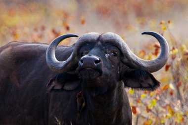 kruger national park, Güney Afrika, Afrika cape buffalo