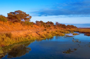 Güney Afrika 'daki Kruger Ulusal Parkı' nda Afrika manzarası