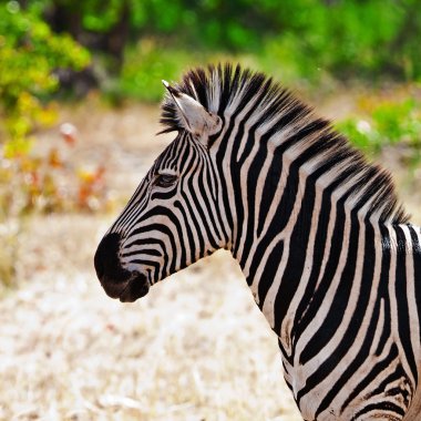 Zebra Kruger Ulusal Parkı, Güney Afrika