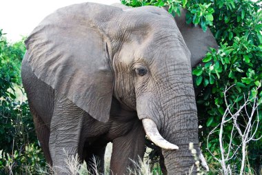 kruger national park, Güney Afrika, Afrika fili (loxodonta africana). Afrika fili en büyük yaşam karasal hayvan olduğunu.