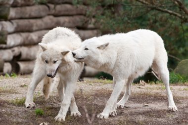 Ormandaki büyük yetişkin kutup kurtları.