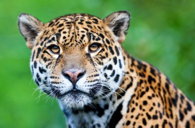 Jaguar - Panthera onca. clipart