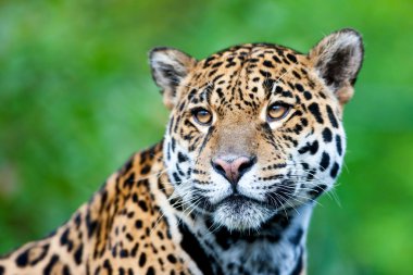 Jaguar - Panthera onca.