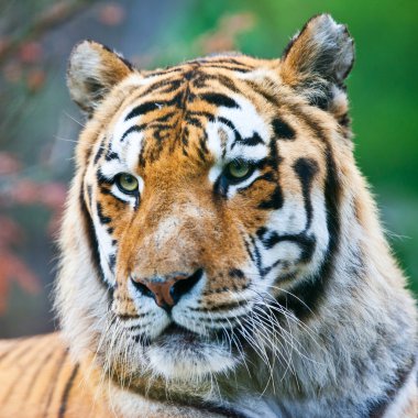 büyük erkek bengal kaplanı