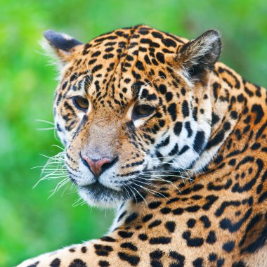 Jaguar - Panthera onca