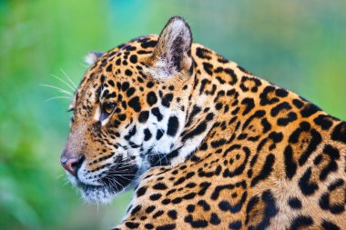 Jaguar - Panthera onca