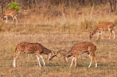 Chitalın cheetal geyikler (axis axis) olarak da bilinen benekli geyik ya da eksen geyik bandhavgarh Milli Park içinde Hindistan. Bandhavgarh madhya pradesh içinde yer alır.