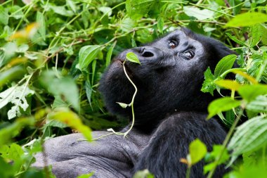 One of the most endangered animals, a great silverback Mountain Gorilla, in the Bwindi National Park in Uganda. clipart
