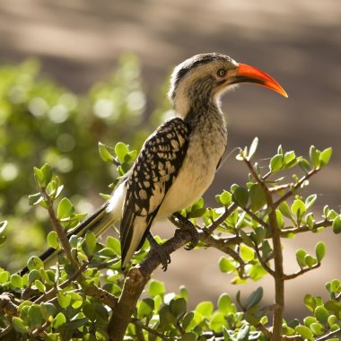 kruger national park, Güney Afrika, Güney yellowbilled Kartallar