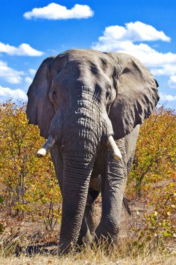 kruger national park, Güney Afrika, Afrika fili (loxodonta africana).