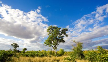 African landscape with dramatic clouds in Kruger National Park, South Africa clipart