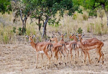 kadın Impala antilop, kruger national park, Güney Afrika