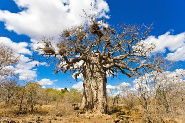 African baobab tree in Kruger National Park, South Africa clipart