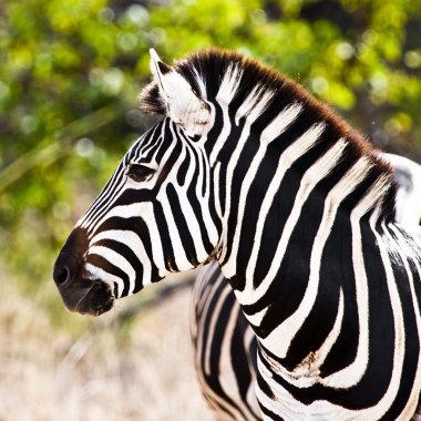 Zebra Kruger Ulusal Parkı, Güney Afrika