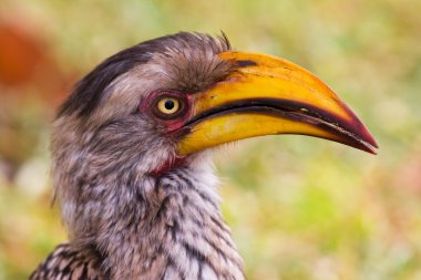 Sarı gagalı Kartallar, kruger national park, Güney Afrika