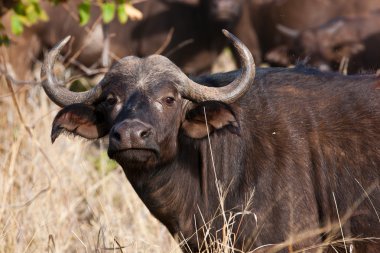 kruger national park, Güney Afrika, Afrika cape buffalo