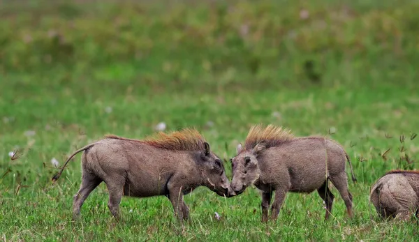 Mannlige warthogs i Nakurusjøen - Kenya, Øst-Afrika – stockfoto