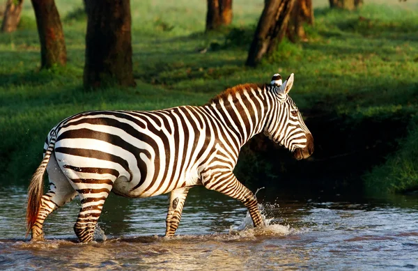 Cebra cruzando un río en el Parque Nacional del Lago Nakuru, Kenia — Foto de Stock