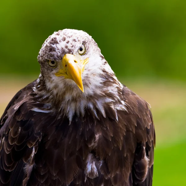 Portrait d'aigle — Photo