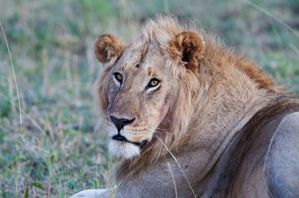 马赛马拉肯尼亚平原上的一只幼狮 — 图库照片
