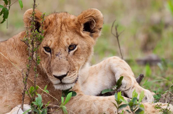 Lwiątko na równinach maasai Mara, Kenia — Zdjęcie stockowe