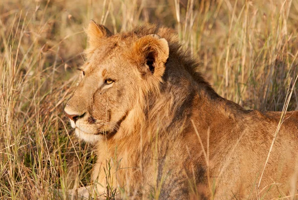 Jovem Leão Africano do sexo masculino no Parque Nacional Maasai Mara, Quênia — Fotografia de Stock