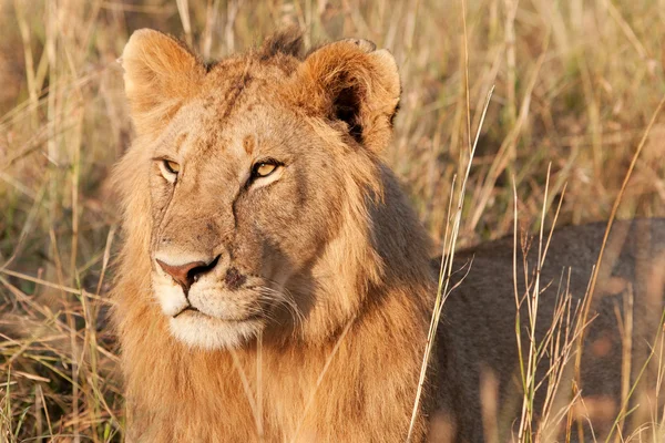 Jovem Leão Africano do sexo masculino no Parque Nacional Maasai Mara, Quênia — Fotografia de Stock