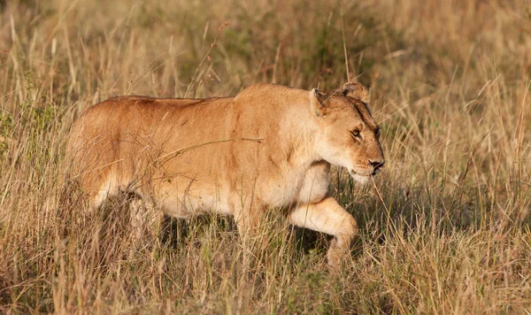 Unga manliga afrikanska lejon i Maasai Mara National Park, Kenya — Stockfoto