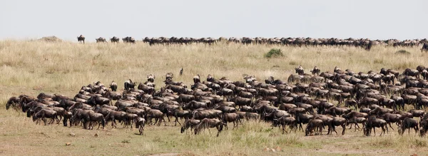 Wildebeests — Stock Photo, Image