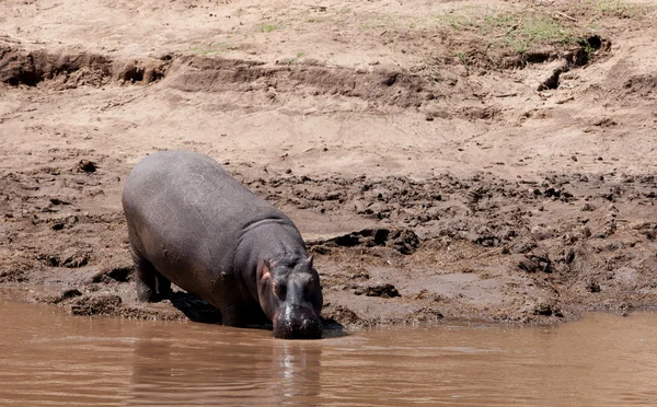 Hippopotamus ved Mara-elven i reservatet for masai-maraen i Kenya, Afrika – stockfoto